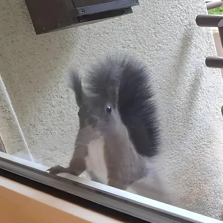 Forest 7 Apartment *