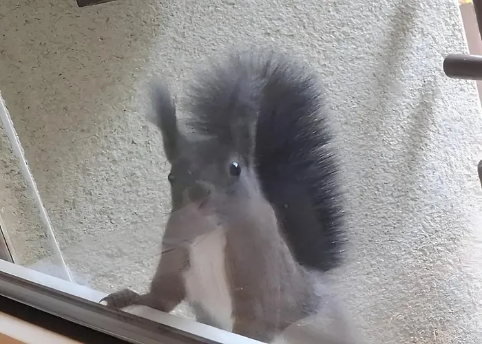 Forest 7 Lägenhet *